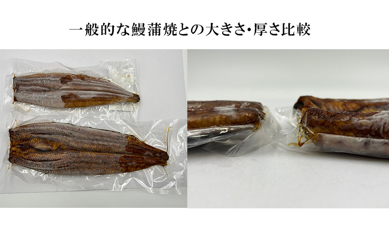 訳あり 国産 うなぎ 一般の約2倍 数量限定 蒲焼き 1本 250g 浜