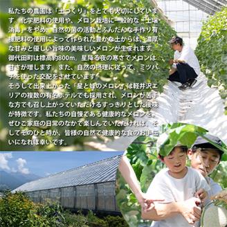【令和6年度産先行受付】星と蜂のメロン　Mサイズ2玉【配送不可地域：離島】