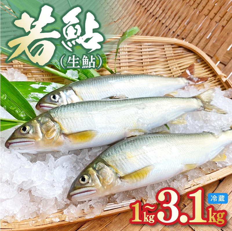 若鮎（生鮎）1kg～3.1㎏【冷蔵】 