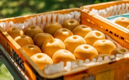 No.2781【先行予約】旬の特選梨 豊水3kg【2024年発送】