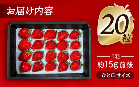 【先行予約】 ＼毎年12月より順次発送／ やよい姫 20粒 果物 いちご フルーツ 愛西市 / くぼ苺農園 【配達不可：北海道・沖縄・離島】[AECJ013]