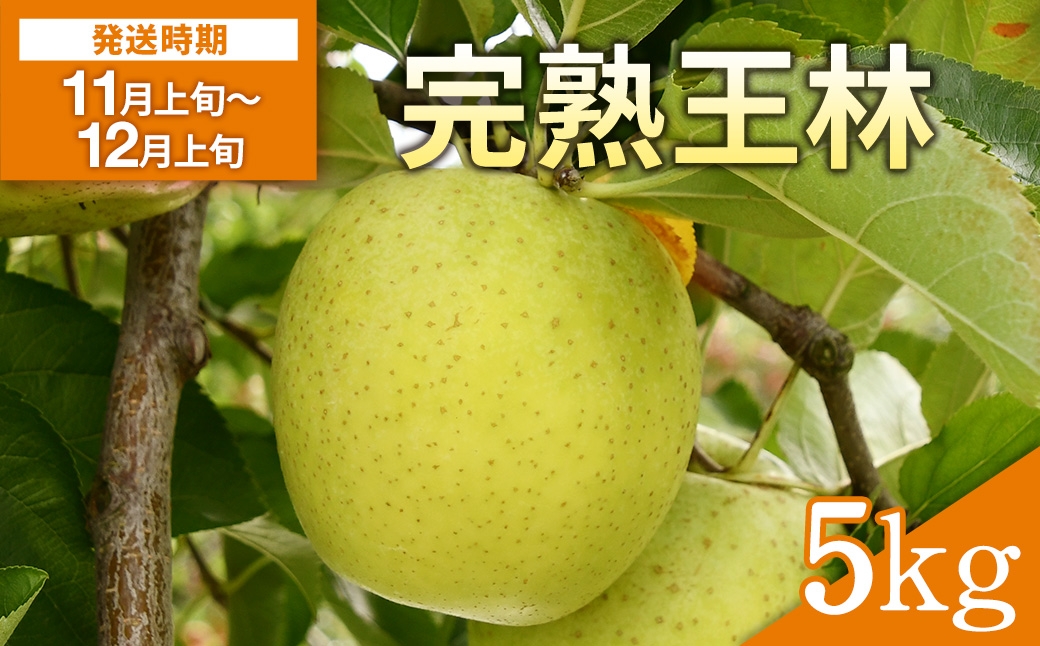 
            完熟王林 5kg  林檎 果物 フルーツ【田村果樹園】[B2-10801]
          