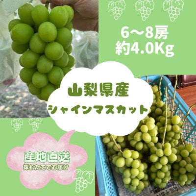 【2026年9月発送予定】シャインマスカット 約4.0kg(6〜8房)【配送不可地域：離島】【1727562】