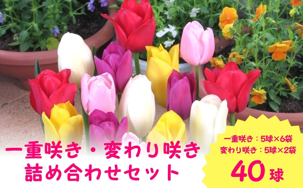 
                   【先行予約】チューリップ 球根セット 40球入 | ガーデニング 庭 園芸 新潟県 五泉市 新潟県花卉球根農業協同組合 ( 2025年9月中旬より順次発送 )
                
