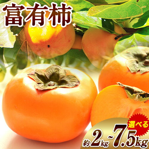 【ふるさと納税】【先行予約】 富有柿 選べる 内容量 約2kg 4-9玉 約4kg 8-19玉 約7.5kg 24-36玉 岸武青果株式会社《10月上旬-11月下旬頃出荷》 和歌山県 紀の川市 柿 カキ かき 果物 フルーツ 送料無料