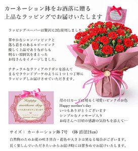 【母の日ギフト】鉢もの　「カーネション7号ピンク」＜出荷開始：2025年5/1-5/11お届け 当店おまかせ＞母の日カード付き【母の日ギフト 母の日 花束 母の日プレゼント 母の日 花束ブーケ 母の日