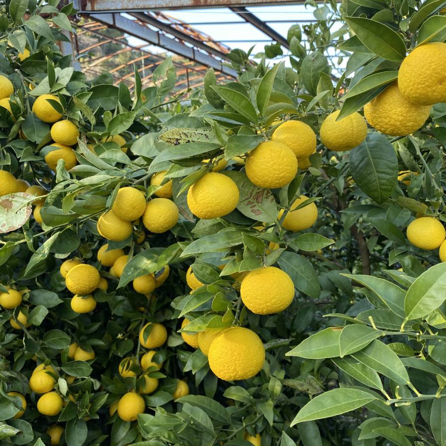 【もったいない！を食べよう】＜木負観光みかん園＞黄金柑5kg