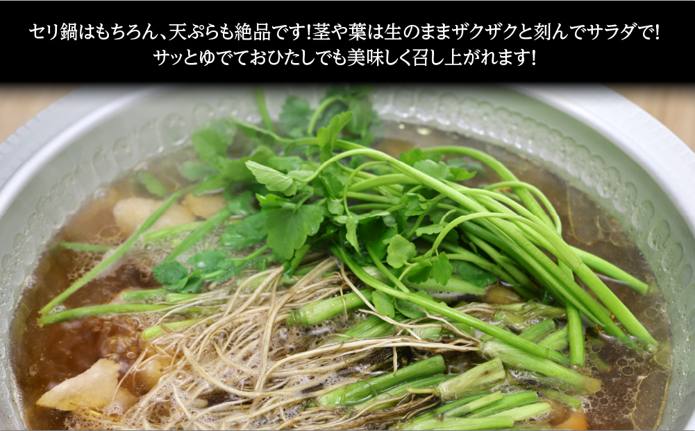 【期間限定】シャキシャキ食感の根付き仙台セリ（500g）4～5人前