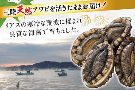 【期間限定発送】 海鮮 魚介 三陸 天然 活 アワビ Lサイズ 900g(5～6個入)