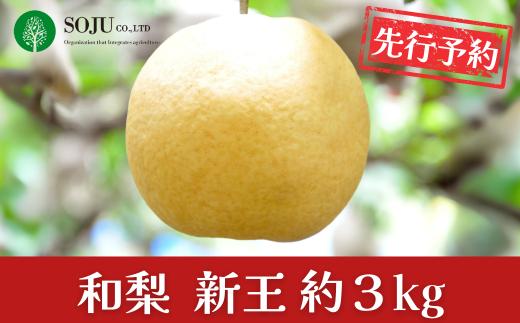 先行予約 新潟オリジナル和梨 新王 約3kg 新潟 梨 2026年産 令和8年度産 梨 新潟 新潟県 三条市産 梨 新潟オリジナル [三条果樹専門家集団]【016P041】
