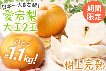 【数量限定】梨 愛宕梨 大玉2玉 樹上完熟 日本一大きな梨 フルーツ 松木果樹園 予約受付