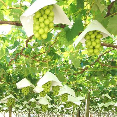 ふるさと納税 山梨市 【発送月固定定期便】やまなし旬のフルーツ定期便(桃・シャインマスカット)【L】全2回 |  | 03