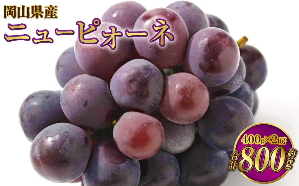 
            岡山県産 ニューピオーネ 約800g（約400g×2房） 【2025年6月下旬～7月下旬発送予定】 ピオーネ ぶどう 葡萄 ブドウ 種なし
          