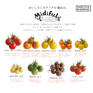 【 トマト 】 カラフルトマト 2kg  ( 250g×8袋 )  