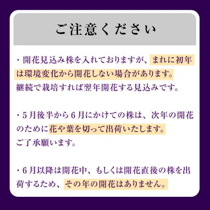 苗 【4月から11月発送】花しょうぶ（ジャパン アイリス）の苗 おまかせ6株 [AIAC001] 