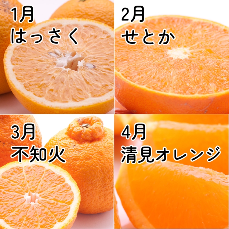【定期便】家庭用 柑橘定期便 S 12回（毎月）※北海道・沖縄・離島への配送不可※毎月発送