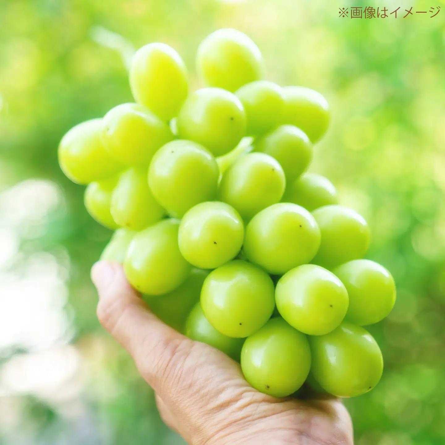 【先行予約】【50個限定】【2026年8月下旬以降順次発送】 【ご家庭用】シャインマスカット2房 島根県雲南市/なばらファーム[AIEU002]