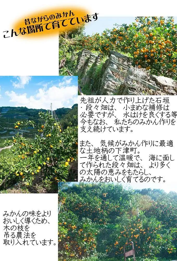 蔵出しみかん 5キロ 1月・2月 に食べやすい 冬眠みかん 和歌山県海南市しもつ町鈴木農園から直送