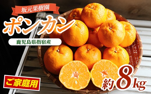 
            【2026年1月上旬～発送】みかん農家坂元さんちのポンカンご家庭用約8kg(坂元果樹園/A-104) みかん ポンカン ポンカン 鹿児島 指宿市 椪柑 柑橘 蜜柑 果物 フルーツ くだもの 贈答用 果樹園
          