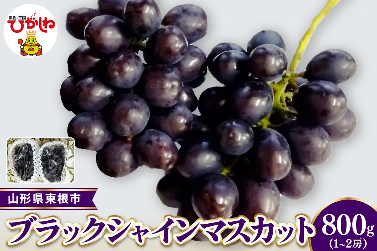 
                  【2026年産 先行受付】東根市産ブラックシャインマスカット　秀品　約800g(1～2房） ベジフルひがしね 山形県 東根市 hi104-008
                