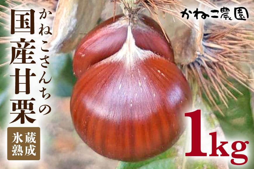 
            【数量限定・期間限定】 国産甘栗 1kg かねこ農園・氷蔵熟成「かねこさんちの国産甘栗」 栗 クリ くり 国産 甘栗 氷蔵熟成 和栗 小粒 希少品種 甘味 茹で栗 ホクホク おいしい 茨城県 笠間市 ＜12月15日まで受付＞
          