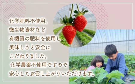 【2026.4月下旬以降順次出荷】贈答用いちご(大粒) 12粒2トレー TYUW006