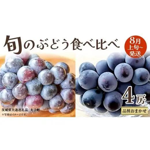 旬な ぶどう 食べ比べ 700g × 4房 【2026年8月上旬発送開始】(茨城県共通返礼品：大子町)