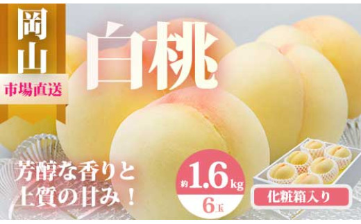 
rr-100　【令和7年発送・先行予約】岡山県産　白桃6玉（合計1.6kg以上）　化粧箱入り
