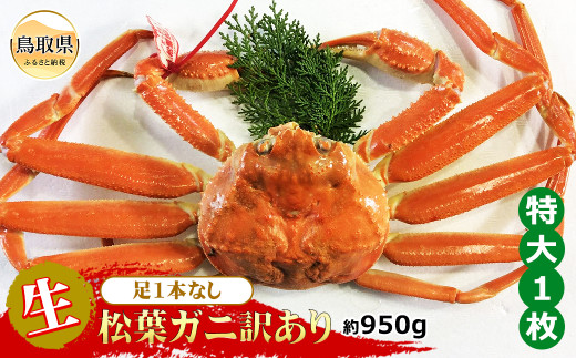 【魚倉】足1本なし生松葉ガニ訳あり　特大　約950g【期間限定】_T2600165 鳥取県 おすすめ 生松葉 かに がに ガニ 蟹 松葉ガニ