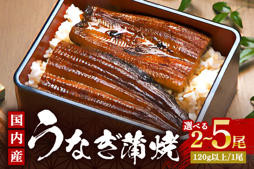 
            国産 やわらか 新仔 うなぎ 蒲焼 2尾～5尾 14000円から (120～140g×2尾～5尾) ふっくら蒲焼き ブランド鰻使用 秘伝のタレ・山椒付き 湯煎で簡単調理 うな丼 ちらし寿司 贈答用 ギフト 冷蔵配送 茨城県 潮来市
          