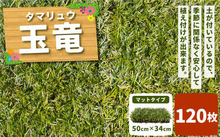 玉竜 タマリュウ たまりゅう 90枚 植物 プラント 芝生 ガーデニング ガーデニング用品