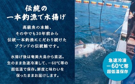奄美大島 伝統鮪 厚切り 中トロ（2柵 各250g）セット 柵 冷凍 鮪 まぐろ 海鮮 刺し身 お刺身 さしみ 生食用 中トロ 鹿児島県 奄美大島 宇検村