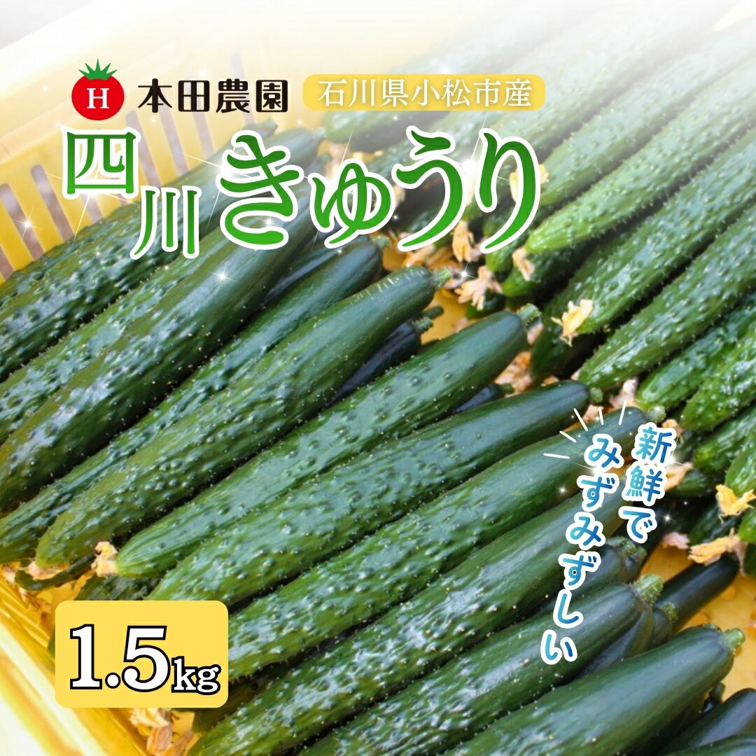 【ふるさと納税】【先行予約】四川きゅうり 1.5kg 野菜 ギフト きゅうり 石川県 小松市 006046【本田農園】