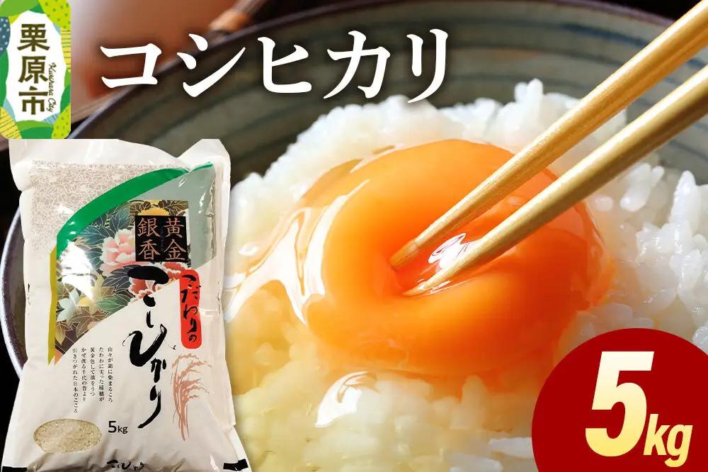 米 白米 令和7年産 コシヒカリ 5kg