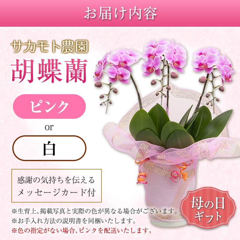 ＜選べる花色＞母の日 ギフト サカモト農園の胡蝶蘭 1鉢（ピンク or 白） メッセージカード付 説明書付き 贈答向け 期間限定 お祝い ※北海道、沖縄県等の離島への発送不可【C470】_イメージ5
