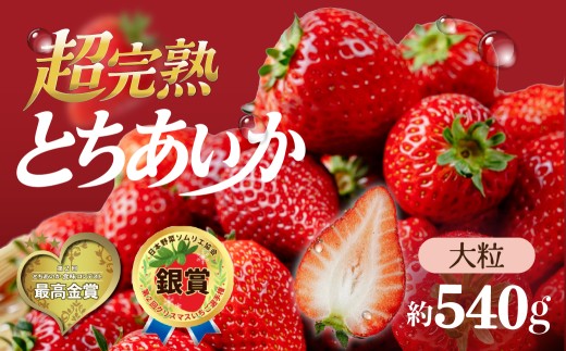 いちご 選手権金賞農園の 厳選&完熟&朝摘み とちあいか 大粒 約270g × 2パック 合計 約540g【1月以降発送】 | いちご イチゴ 苺 とちあいか 第2回いちご選手権金賞 ブランドいちご ストロベリー完熟 果物 フルーツ くだもの 旬 産地直送 栃木県産 鈴木ファーム 栃木県 茂木町