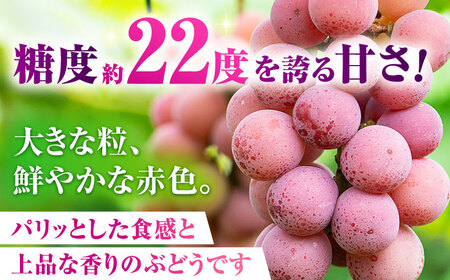 【2026年発送先行予約】訳あり クイーンニーナ ぶどう 切り落とし 約1kg  【合同会社 社方園】 赤ぶどう 1kg 家庭用 葡萄 訳ありクイーンニーナ  [ZBZ008]
