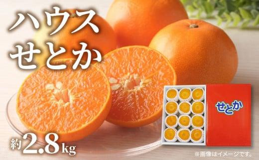 ハウスせとか　約2.8kg【2025年2月上旬～2025年2月下旬配送】