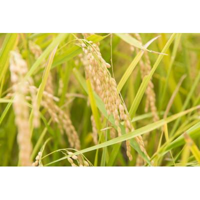 ふるさと納税 丹波篠山市 丹波篠山産ミルキークイーン玄米 計30kg |  | 02