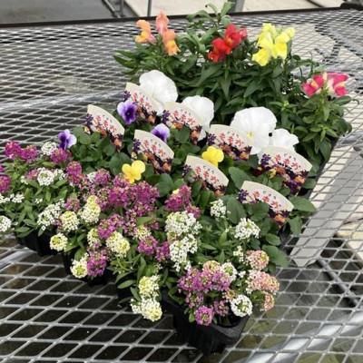 ふるさと納税 刈谷市 【ファーム直送】季節の花苗/おまかせ24株セット(春) |  | 03