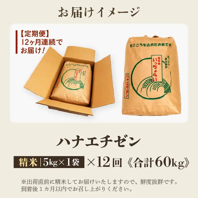 【先行予約】【令和8年産・新米】【一等米】 ＜定期便12回＞ ハナエチゼン 精米 5kg × 12回（60kg）《発送直前精米！》 ／ 福井県産 ブランド米 ご飯 白米 お米 コメ 新鮮 大賞 受賞 