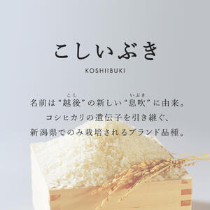 無洗米 新潟県産 令和6年産 こしいぶき  5kg 精米 したてをお届け 新潟のど真ん中 見附市 米 お米 白米 国産 ごはん ご飯