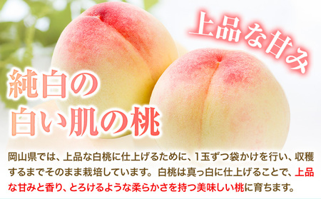 先行予約 岡山 白桃 約4kg
