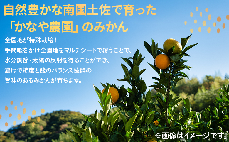 【みかん定期便 4回】土佐乃かなやの家庭用みかん10kg(Lサイズ)×4回 合計40kg - 定期便 数量 国産 早生みかん 極早生みかん グリーンみかん 蜜柑 ミカン 柑橘 果物 くだもの フルーツ