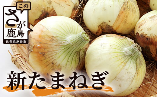 
            鹿島市産 新玉ねぎ 合計10kg B-842 たまねぎ 玉葱 サラダ 料理
          
