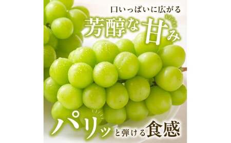 【2025年発送】びぜん葡萄「シャインマスカット」（ハウス栽培）1房入×6箱セット【 岡山県備前市産 シャインマスカット ハウス栽培 1房入×6箱セット 】