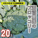 【ふるさと納税】【2024年9月末までの期間限定】農家直送！採れたてブロッコリー20玉セット