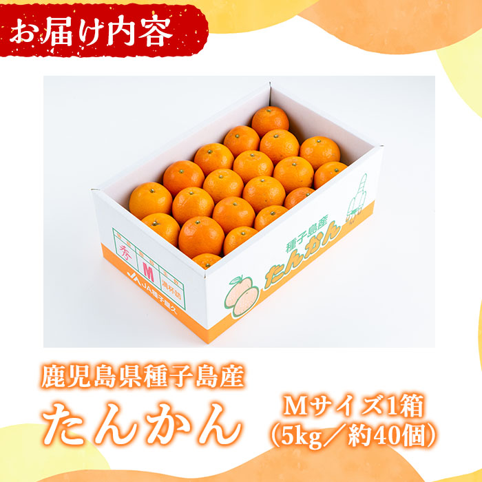 n204 【期間限定】＜先行予約受付中！2026年2月中旬～3月上旬の間に順次発送予定＞鹿児島県種子島産 たんかんMサイズ(5kg・約40個入り)【種子屋久農業協同組合】
