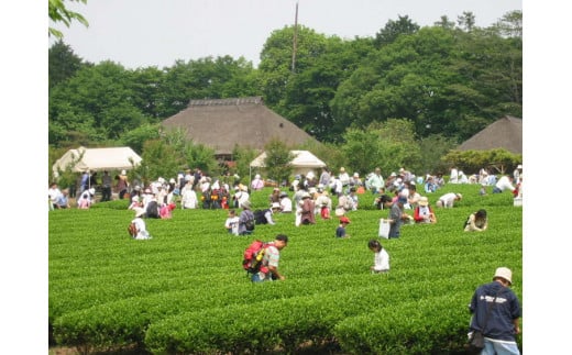古河公方公園摘み さしま茶 オリジナルポストカード2枚付き ※着日指定可 | 古河総合公園 茶 緑茶 日本茶 グリーンティー 写真 オリジナル 茶摘み 茶畑 茶まつり 祭り 花桃 メリナ・メルクーリ 