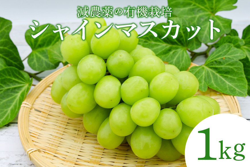 
            【数量限定・先行予約】 シャインマスカット 1kg ぶどう ブドウ 葡萄 果物 フルーツ 国産 【8月25日～発送予定】 70-I
          